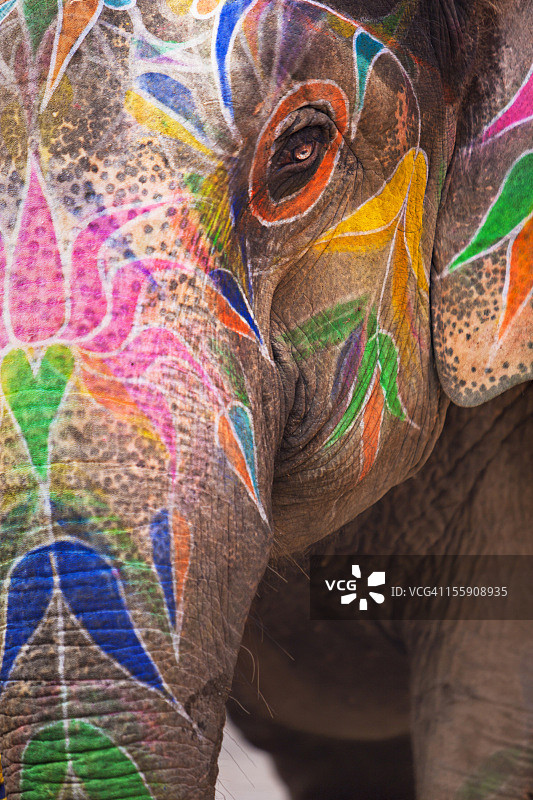 印度象图片素材