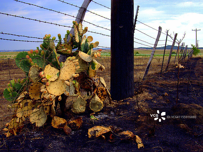 德克萨斯州仙人掌图片素材