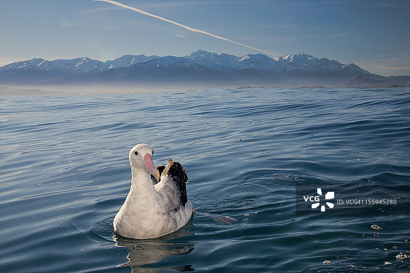 漂泊信天翁图片素材
