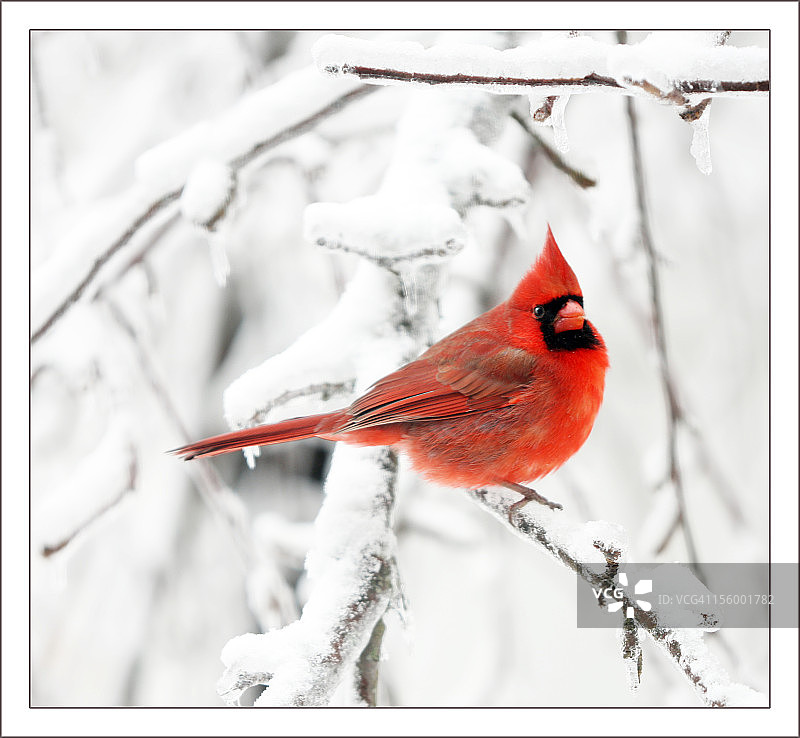 雪地里的红色北美红雀图片素材