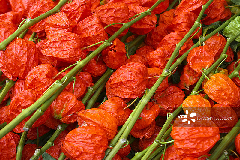 中国灯笼图片素材