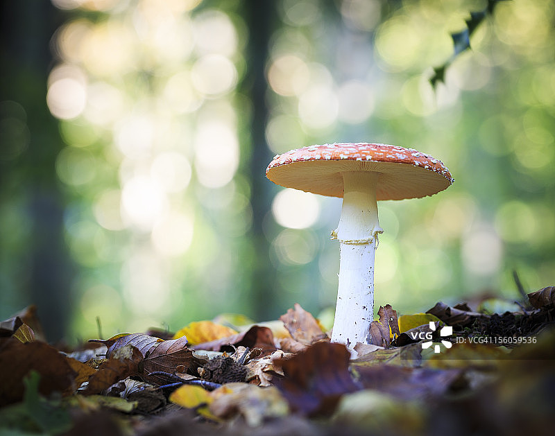 安妮塔图片素材