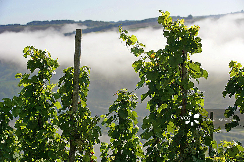 卢森堡摩泽尔河谷的葡萄园图片素材