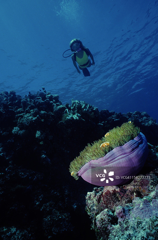 小丑鱼礁图片素材