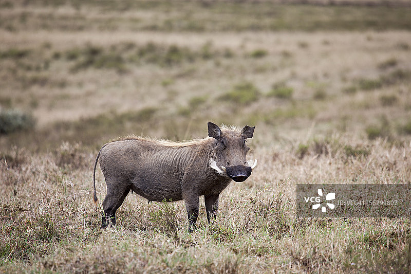 地狱之门国家公园里的雄性疣猪图片素材