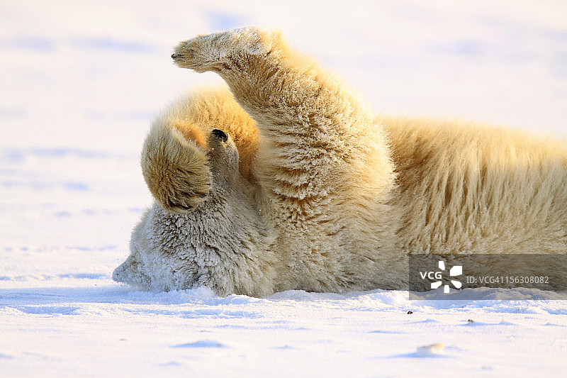 雪地里的北极熊幼崽图片素材