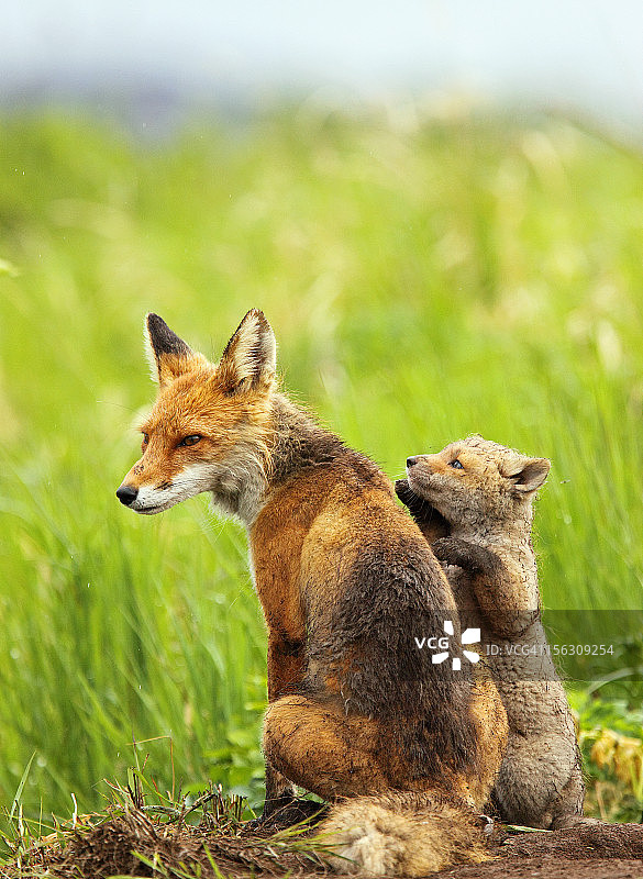 红色狐狸群图片素材