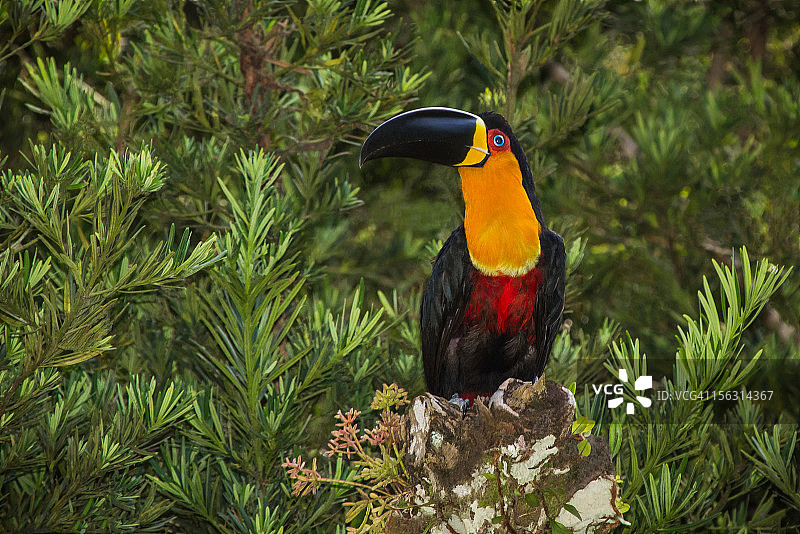 黄嘴鵎鵼图片素材