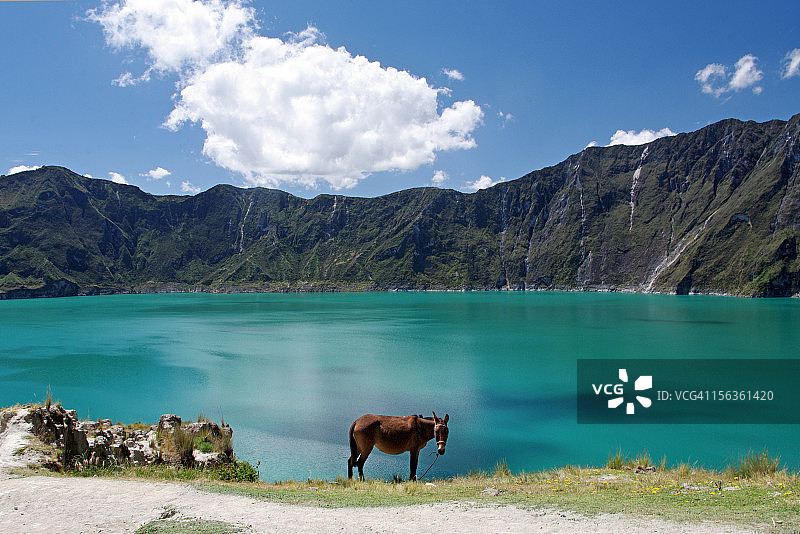 基洛托阿火山湖边的骏马图片素材