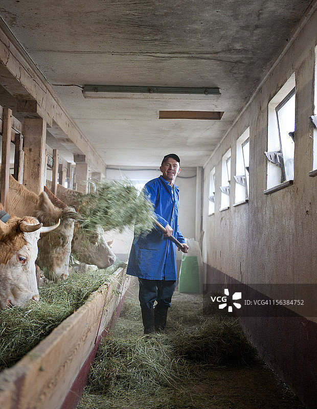 农民在谷仓里喂牛图片素材