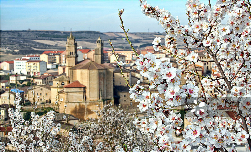 埃尔谢戈的杏花图片素材