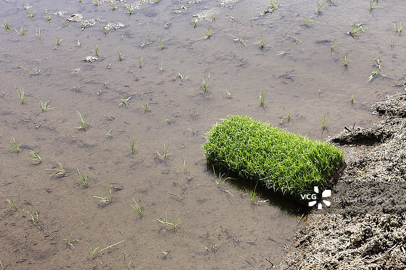 插秧后的稻田图片素材