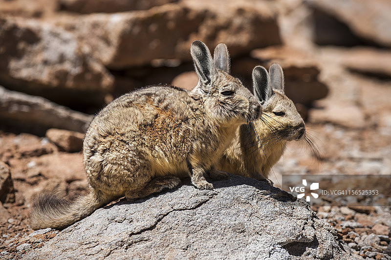 南美洲栗鼠或山 Viscacha图片素材