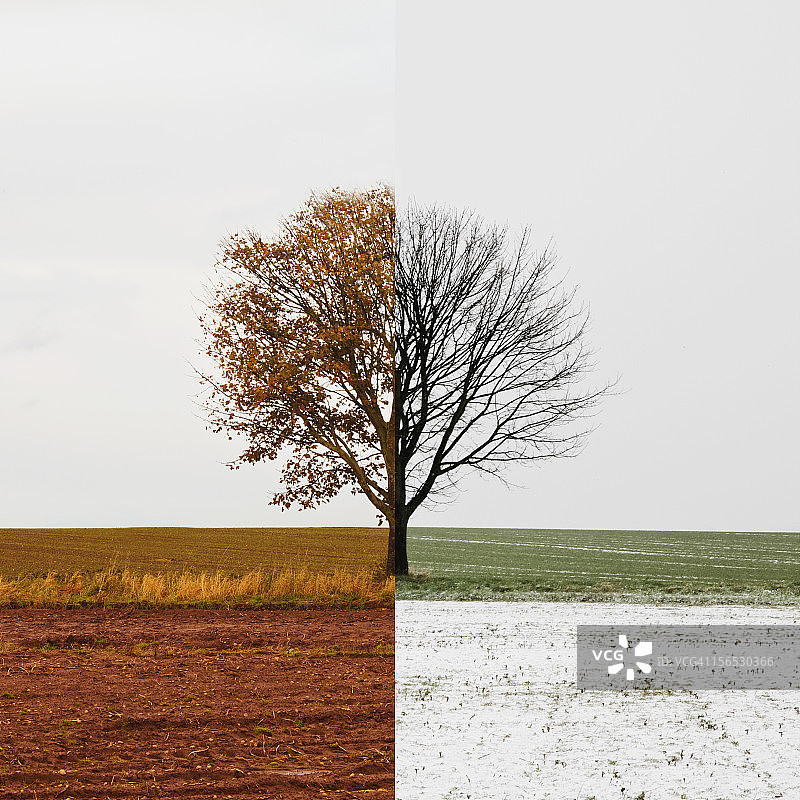 秋冬季的孤树图片素材