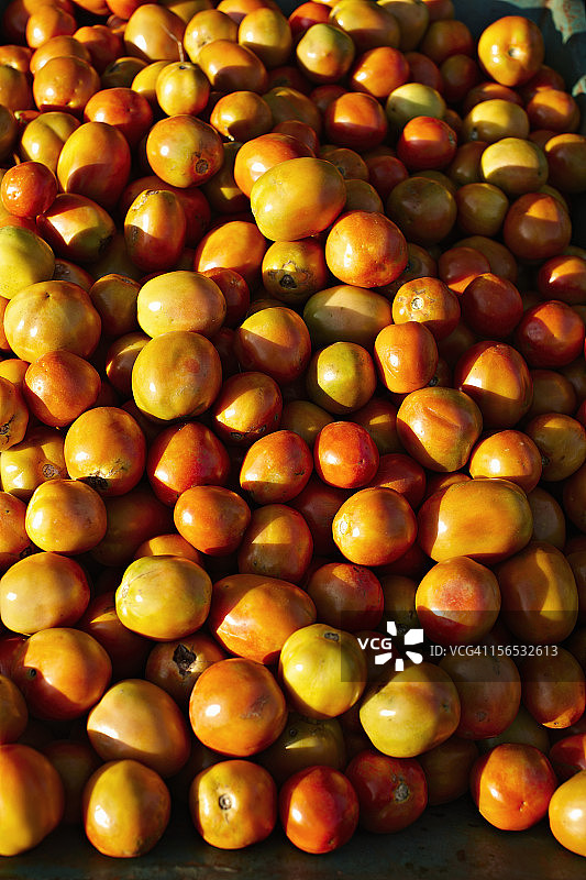 西红柿图片素材