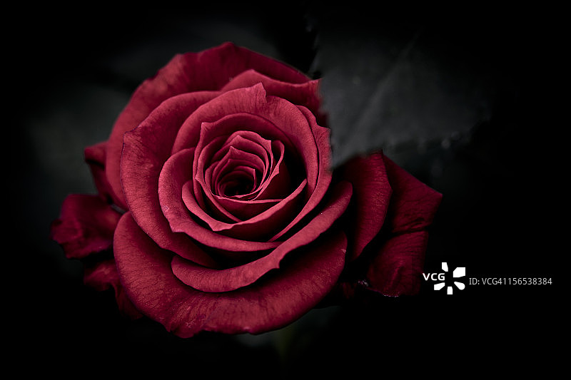 红玫瑰图片素材