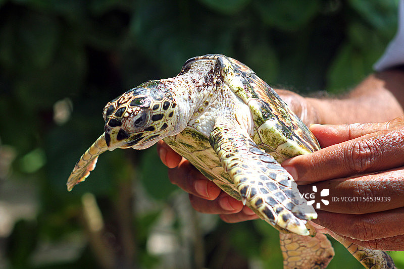 繁殖站的海龟图片素材