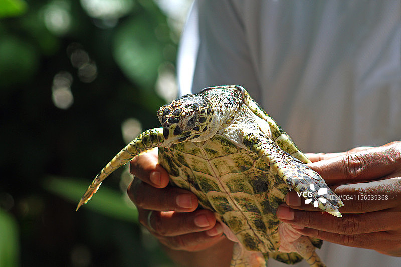 繁殖站的海龟图片素材