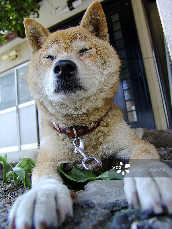 昏昏欲睡的狗图片素材