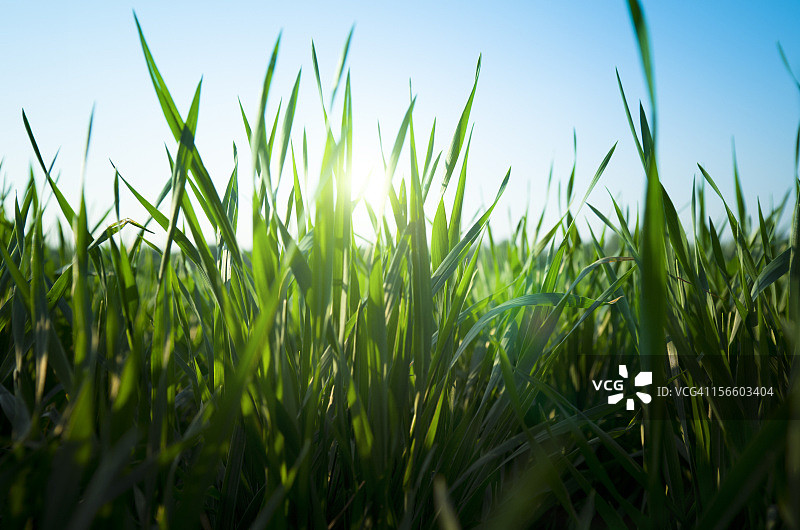 春季草地景观图片素材
