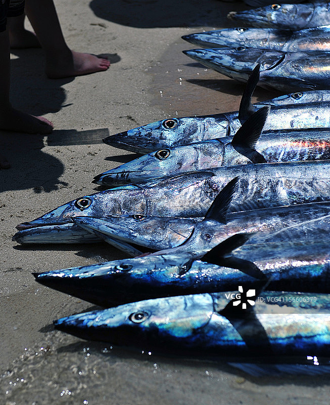 海狼鱼垂钓图片素材