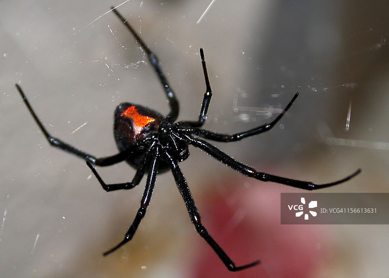 黑寡妇蜘蛛图片素材