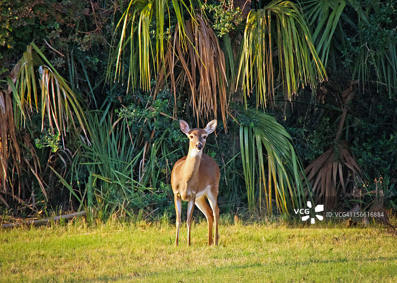 与人眼神交流的鹿图片素材