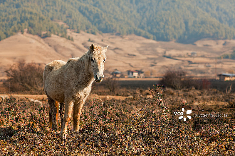 宁静山谷中的马图片素材