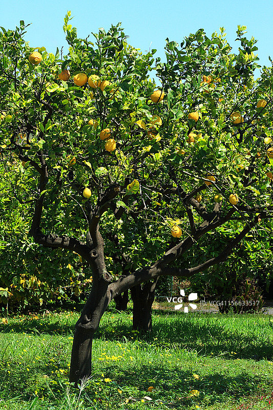 柠檬园图片素材