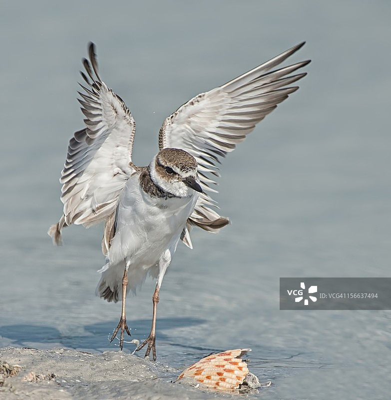弯嘴滨鹬（雌性）图片素材