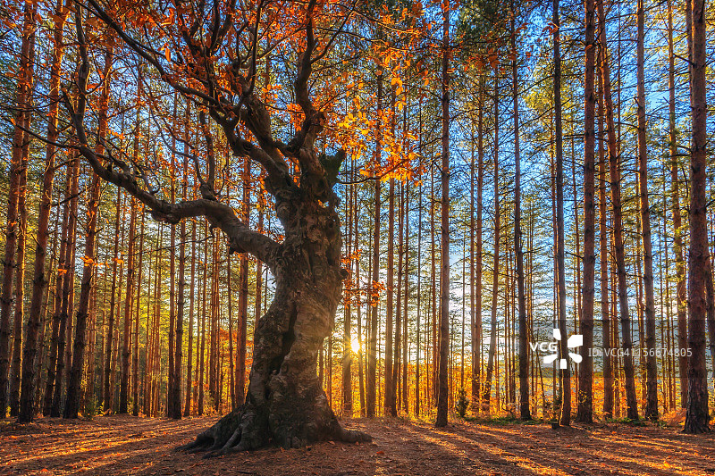 森林之王图片素材