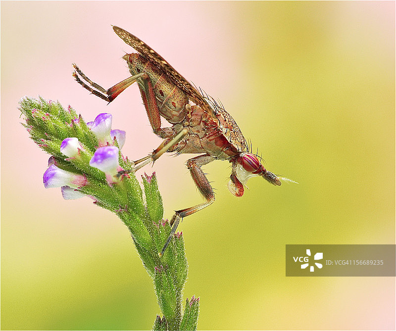 小飞踢 - 沼蝇科 - 蝇图片素材