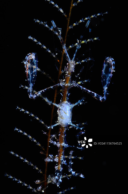 幽灵虾图片素材