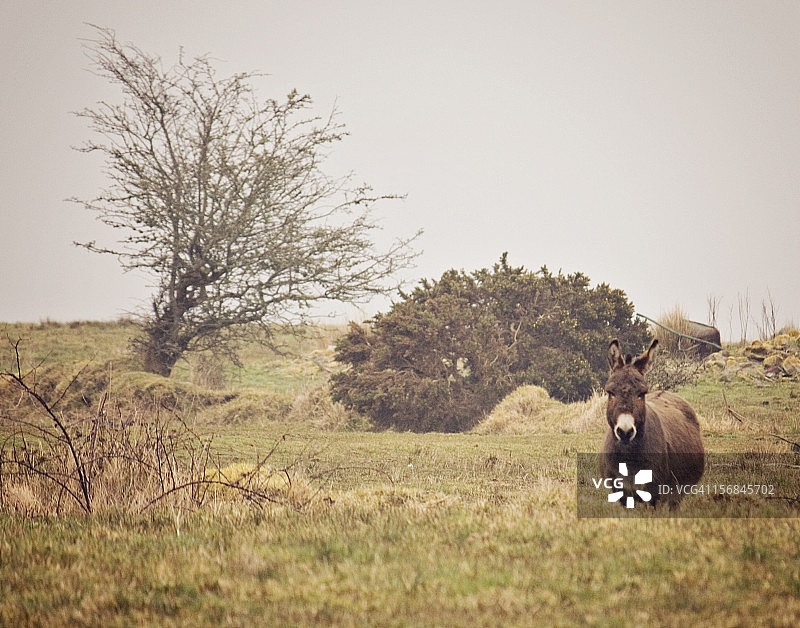 田野里的驴图片素材
