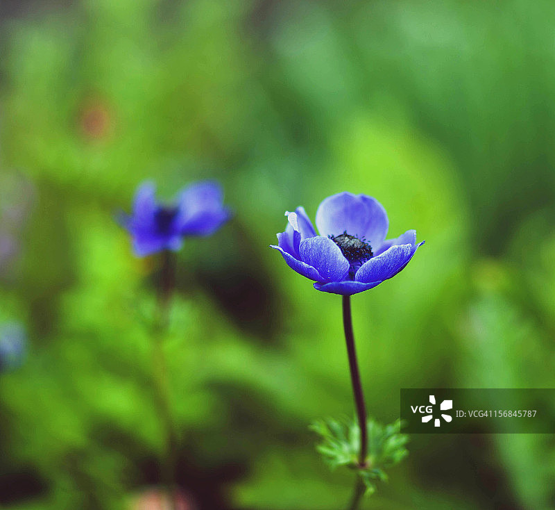 鲜艳翠绿色背景下的蓝色银莲花图片素材