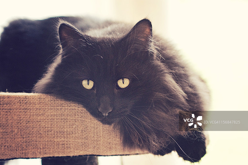 长毛黑猫特写图片素材