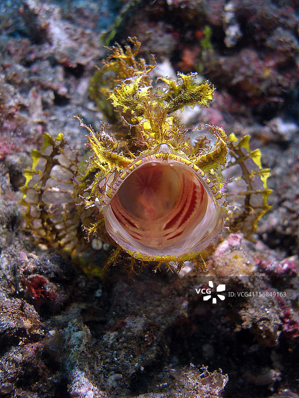 花边犀鱼 - 打呵欠图片素材