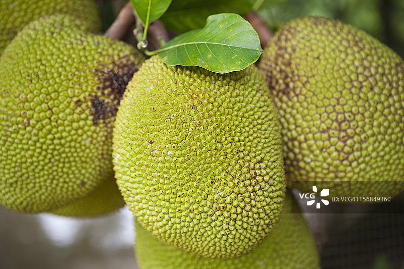 树上的菠萝蜜特写图片素材