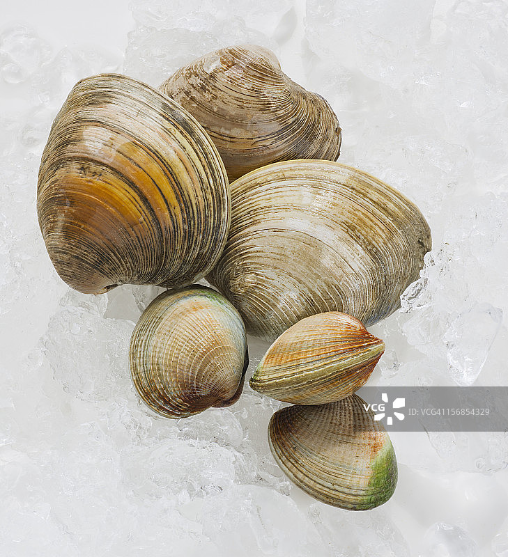 蛤蜊特写，影棚拍摄图片素材