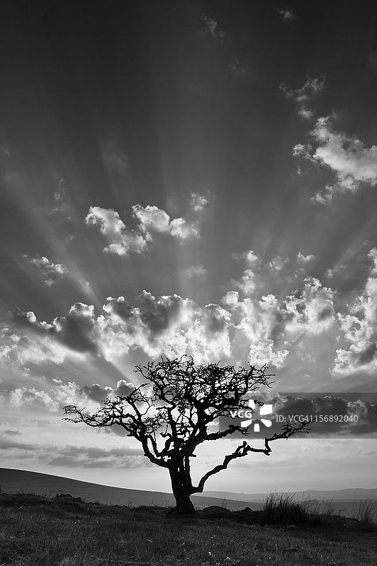 孤独的达特穆尔山楂树图片素材