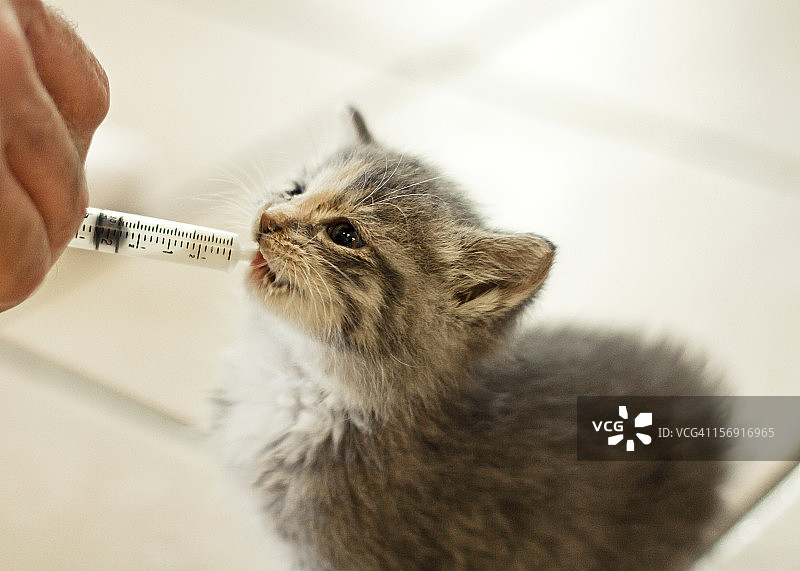 用注射器喂食小猫图片素材