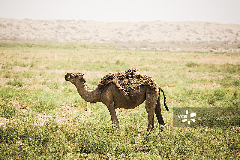 土库曼斯坦卡拉库姆沙漠中的骆驼图片素材