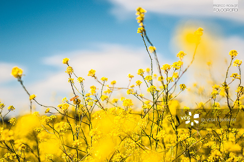 鲜艳的色彩图片素材