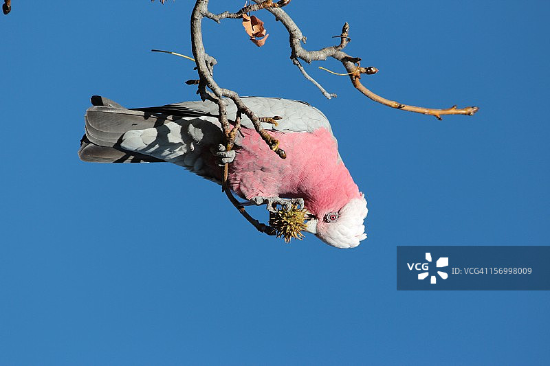她是一只粉红凤头鹦鹉图片素材
