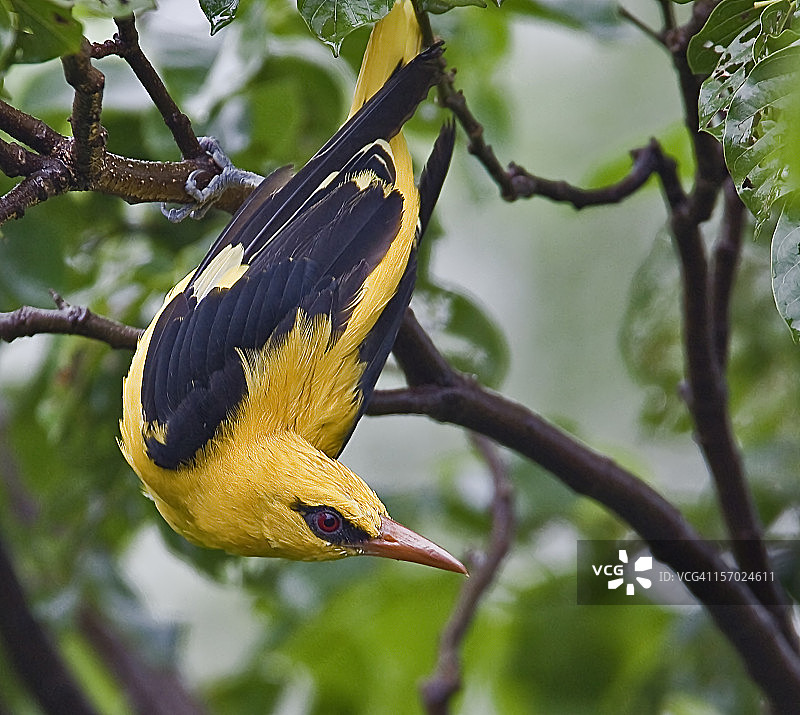 欧亚金莺图片素材