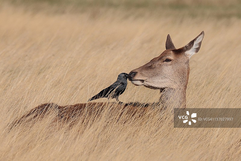 好吧！我没看到任何鼻屎！图片素材
