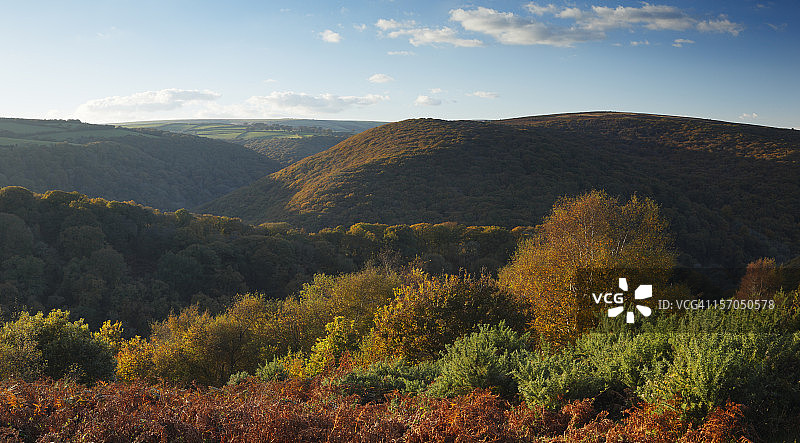 秋季落叶林地图片素材