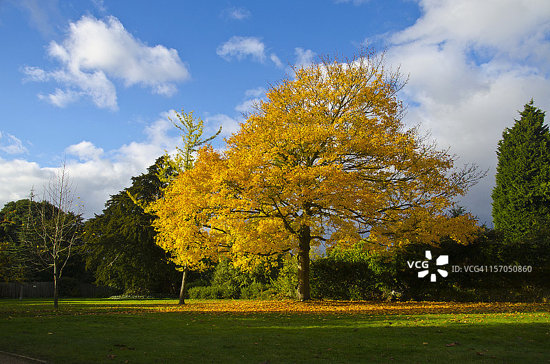 秋季金色图片素材