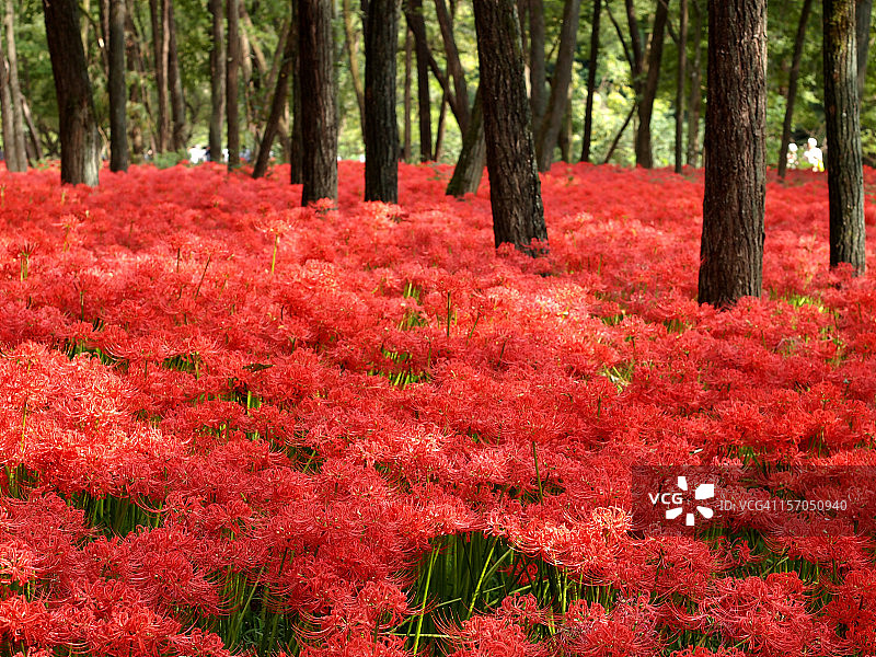 红蜘蛛莉莉图片素材