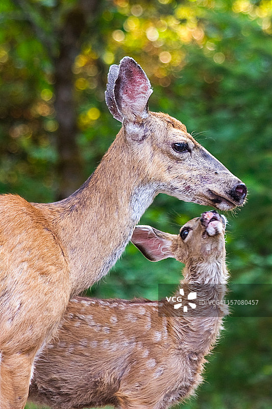 小鹿依偎着妈妈图片素材